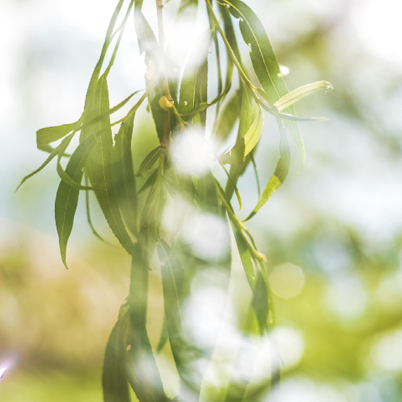 25-WIL-0824-Website5